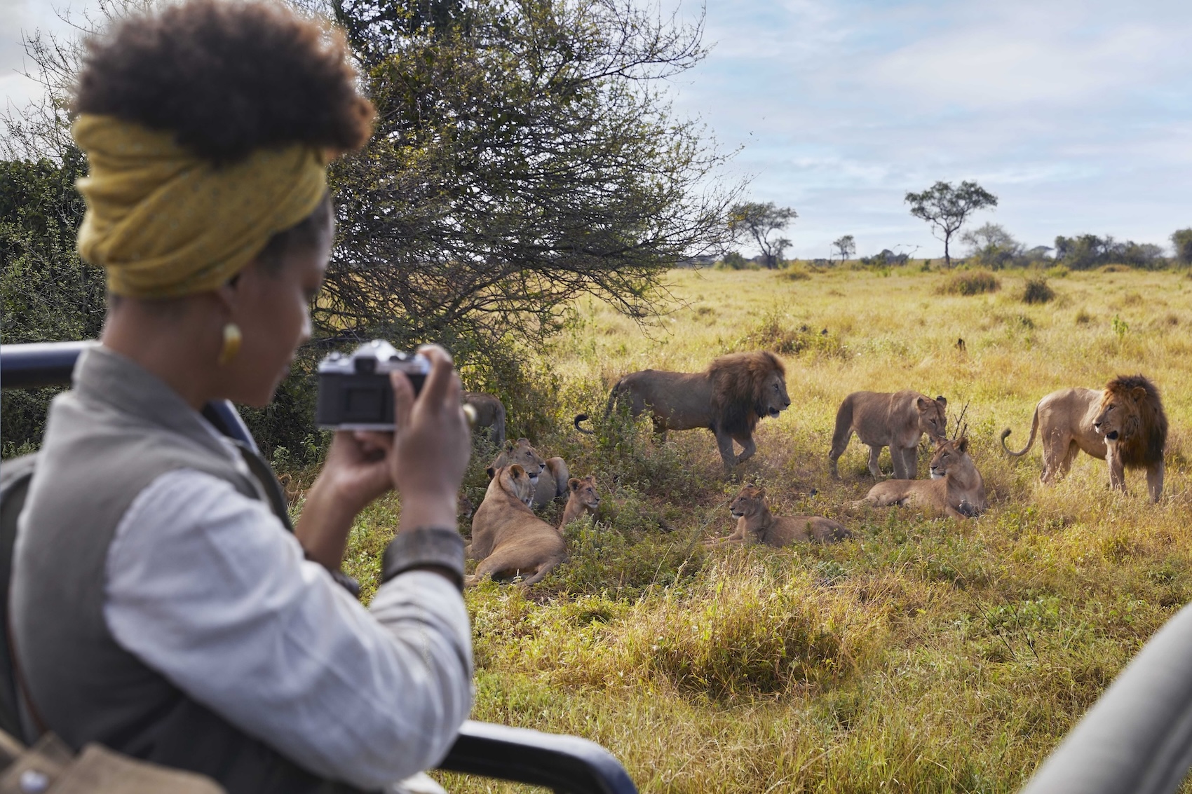 Game drive lions
