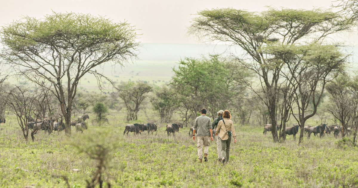 Nyasi Migrational Camp, Serengeti National Park, Tanzania